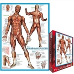 EUROGRAPHICS 6000-2015 THE MUSCULAR SYSTEM PUZZLE 1000 PIEZAS