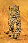 SMARTCIBLE PH0347 POSTER MAXI LEOPARDO